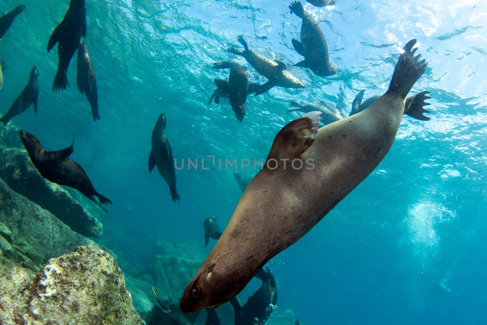 group of sea lion seal coming to you underwater by AndreaIzzotti