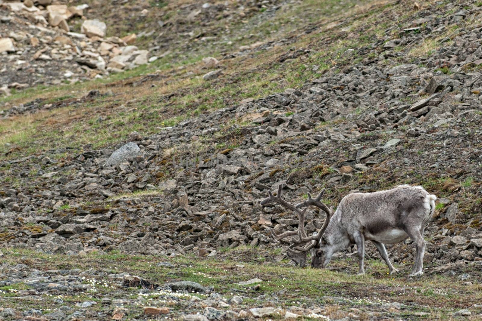 wild reindeer in Svalbard island