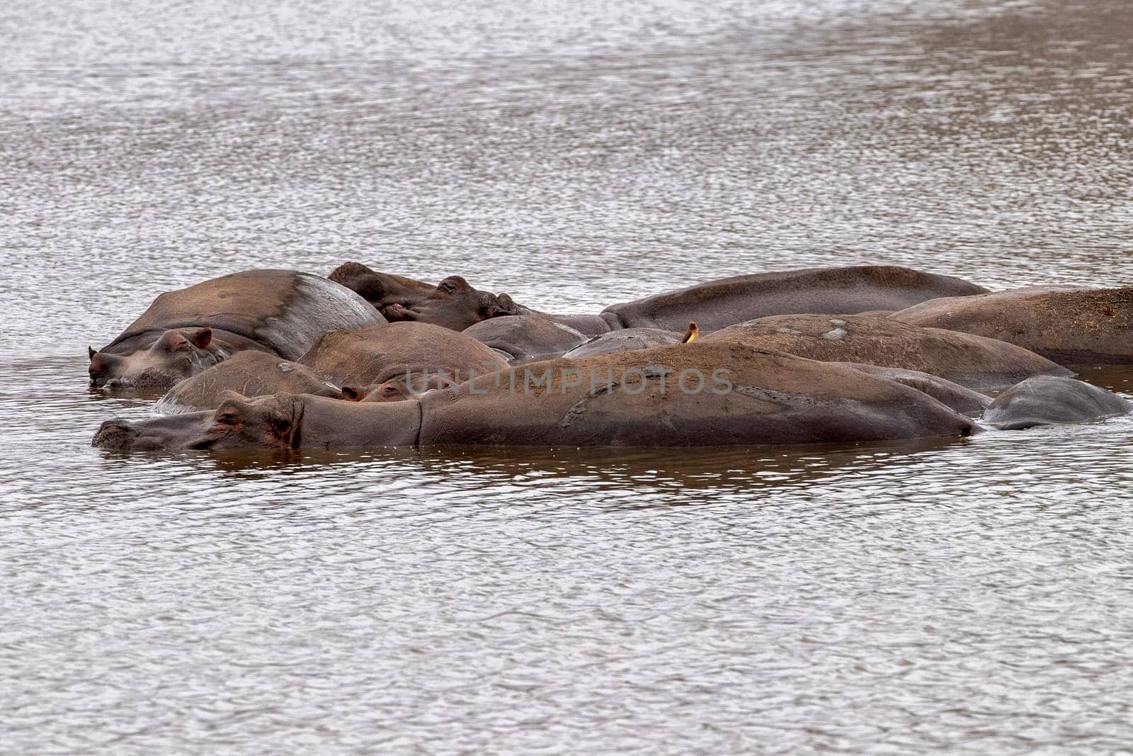 hippos in kruger park south africa by AndreaIzzotti