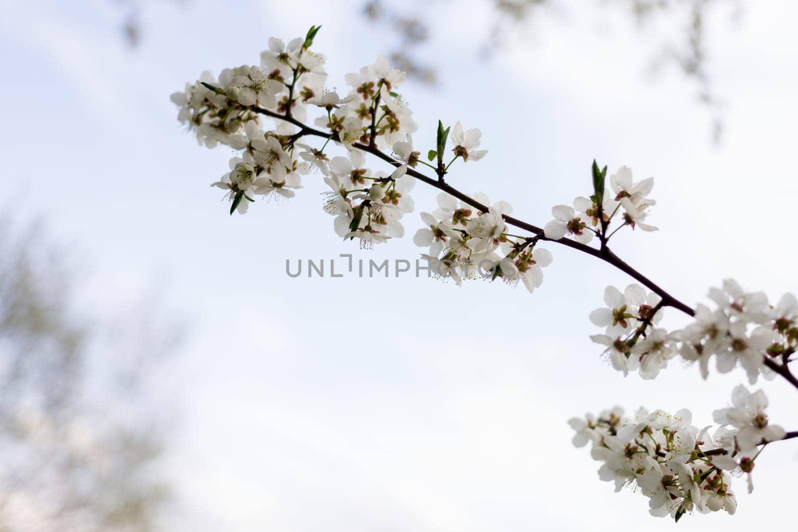 sakura flowers, dreamy romantic image spring by zartarn