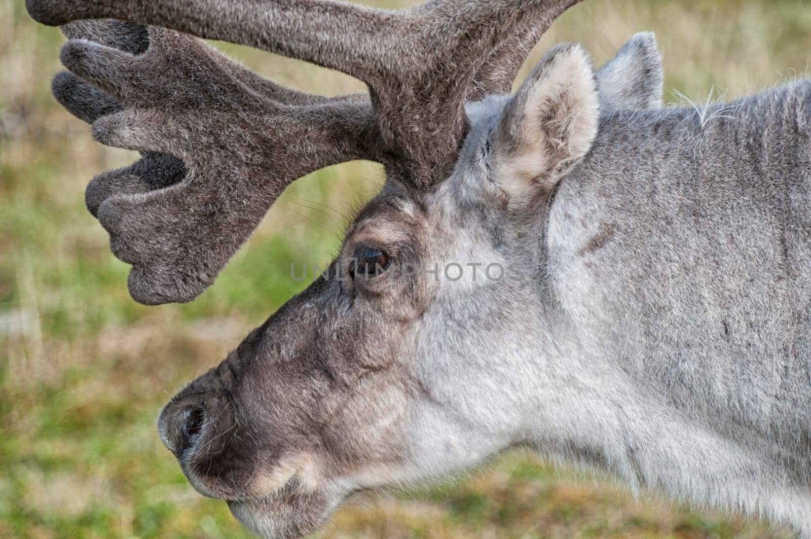 wild reindeer in Svalbard island