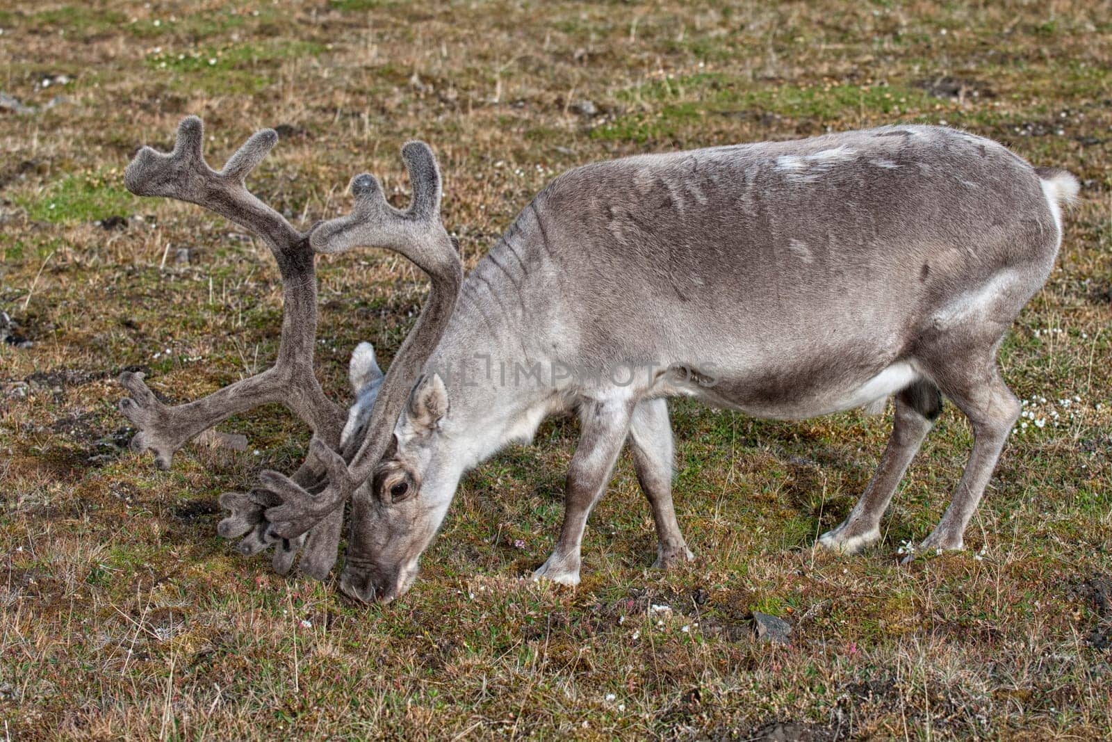 wild reindeer in Svalbard island