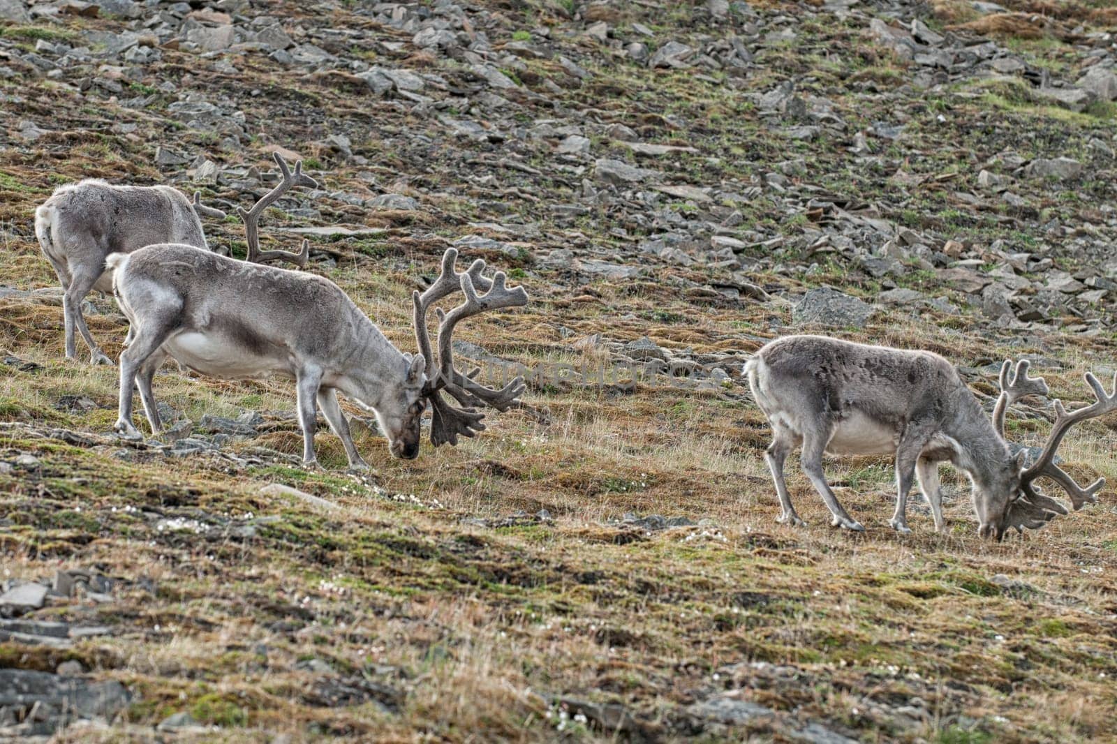 wild reindeer in Svalbard island
