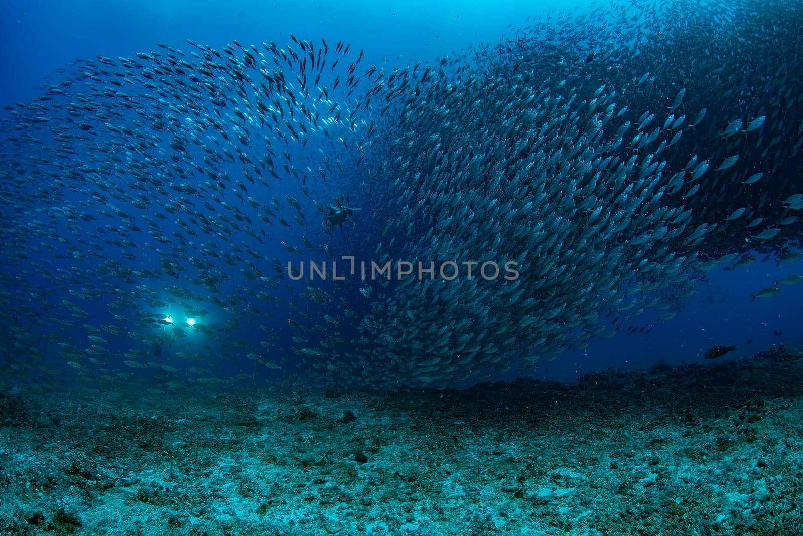 sea turtle inside a giant sardines school of fish bait ball while diving cortez sea by AndreaIzzotti