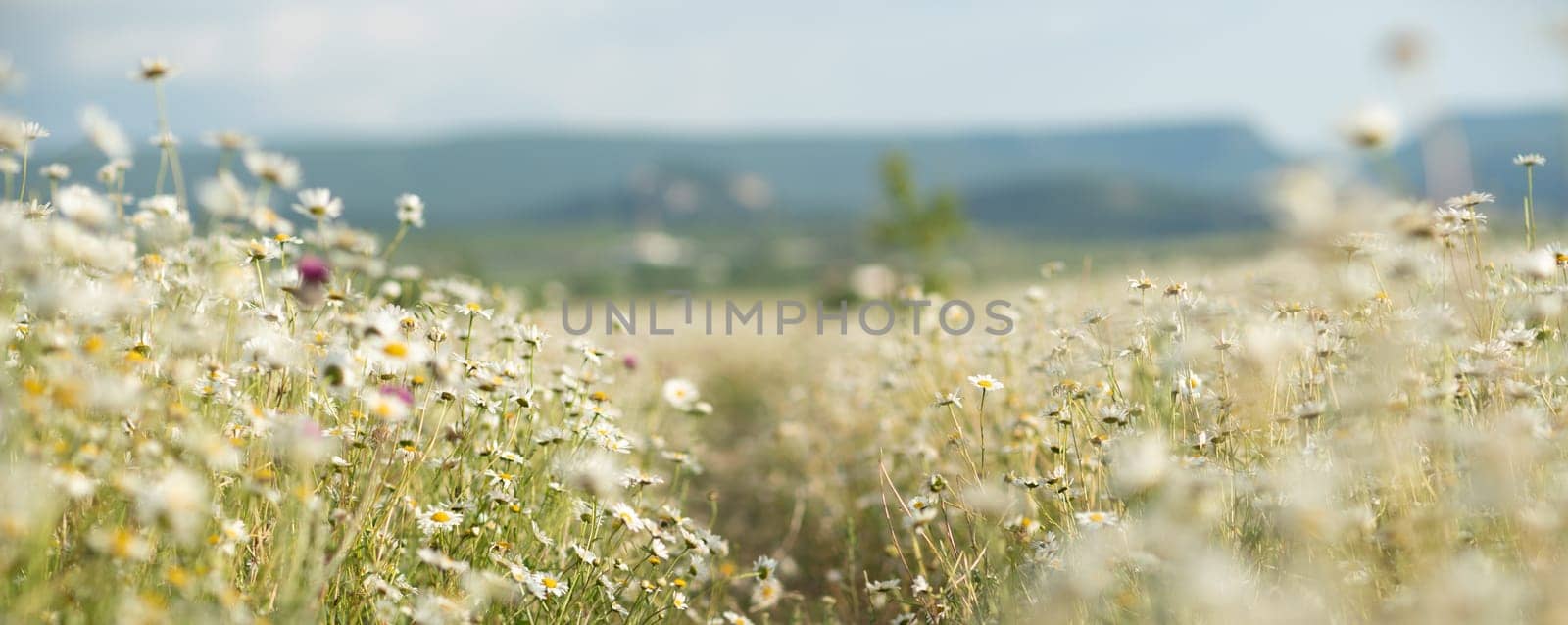 Daisy Chamomile background. Beautiful nature scene with blooming chamomilles in sun flare. Sunny day. Summer flowers. by Matiunina