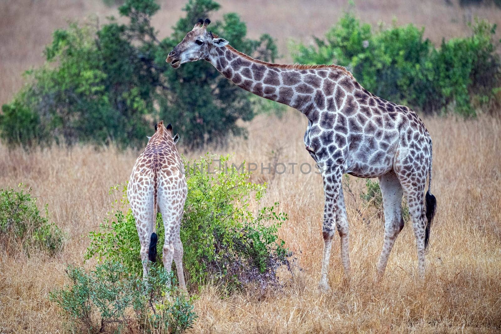 giraffe in kruger park south africa eating