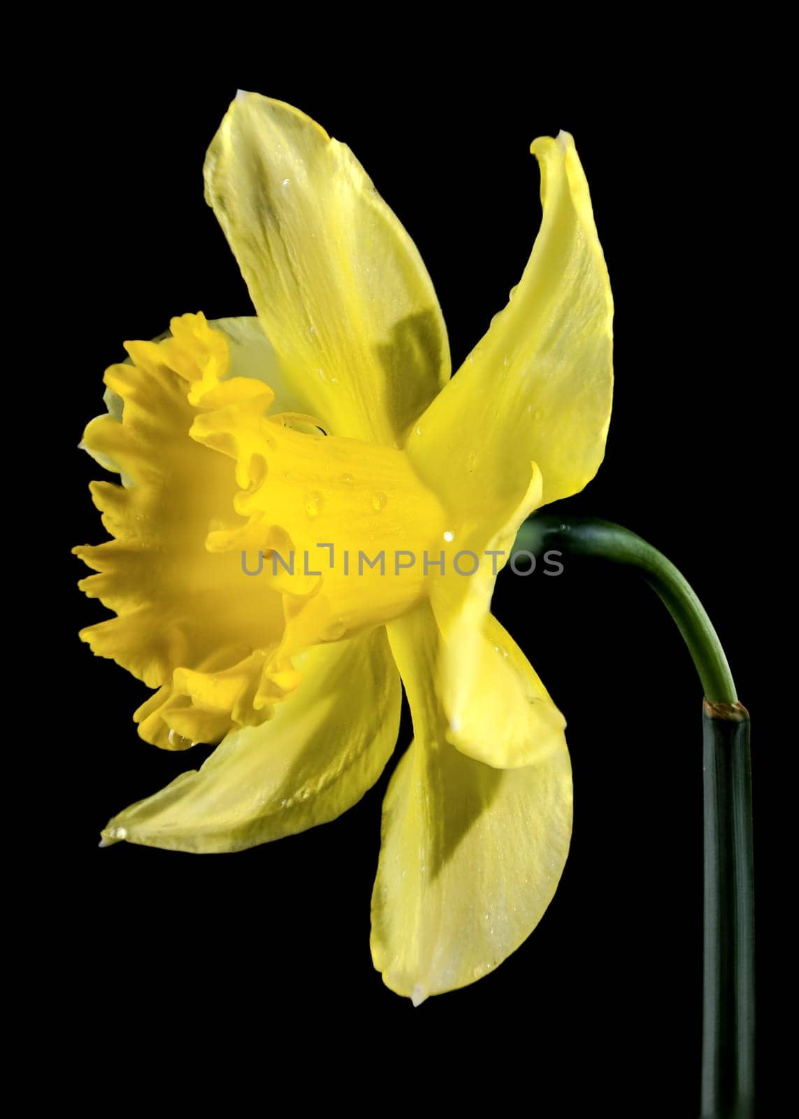 Yellow daffodil on a black background by Multipedia