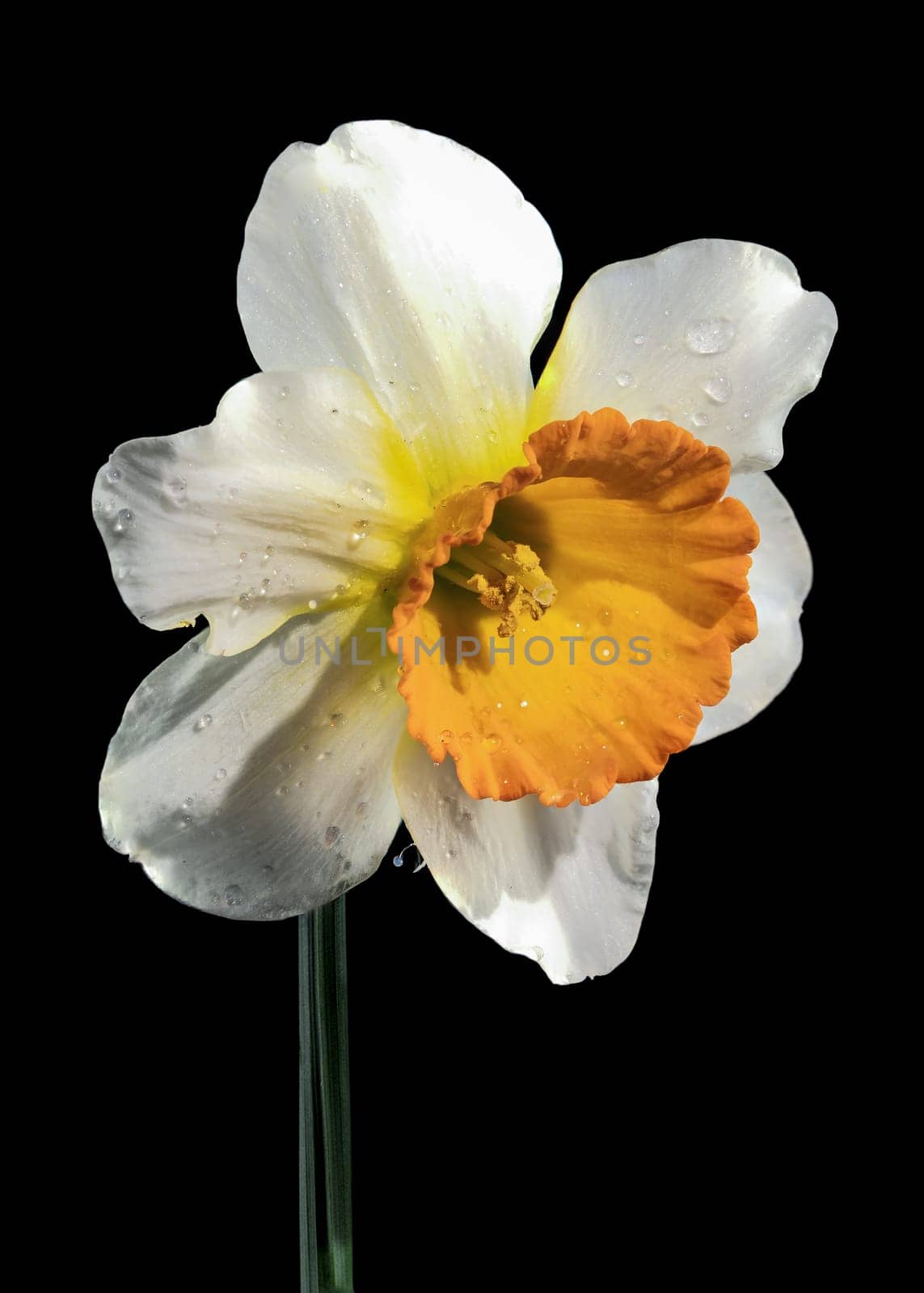 Beautiful blooming White and yellow narcissus flower isolated on a black background. Flower head close-up.