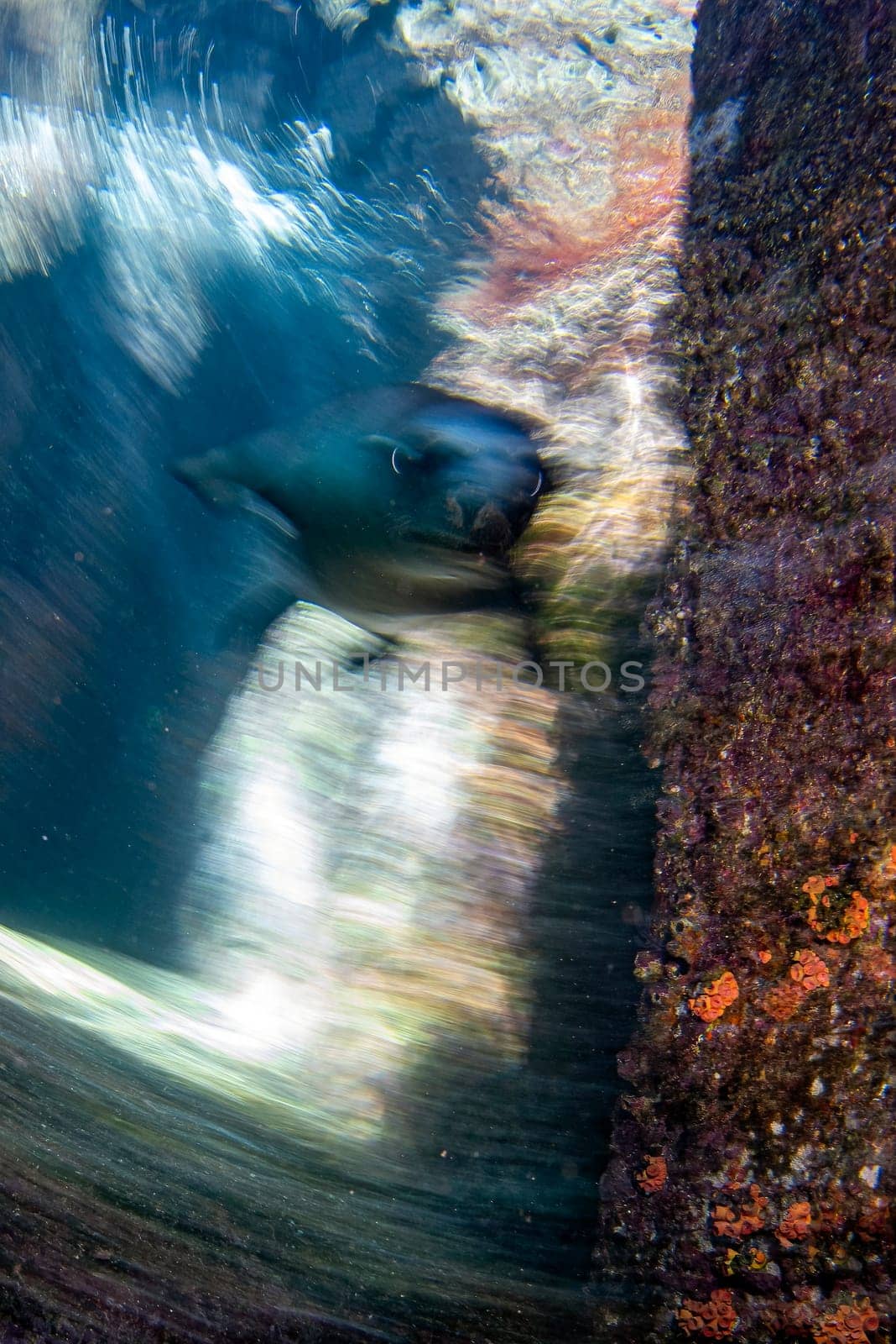 move effect sea lion seal coming to you underwater by AndreaIzzotti