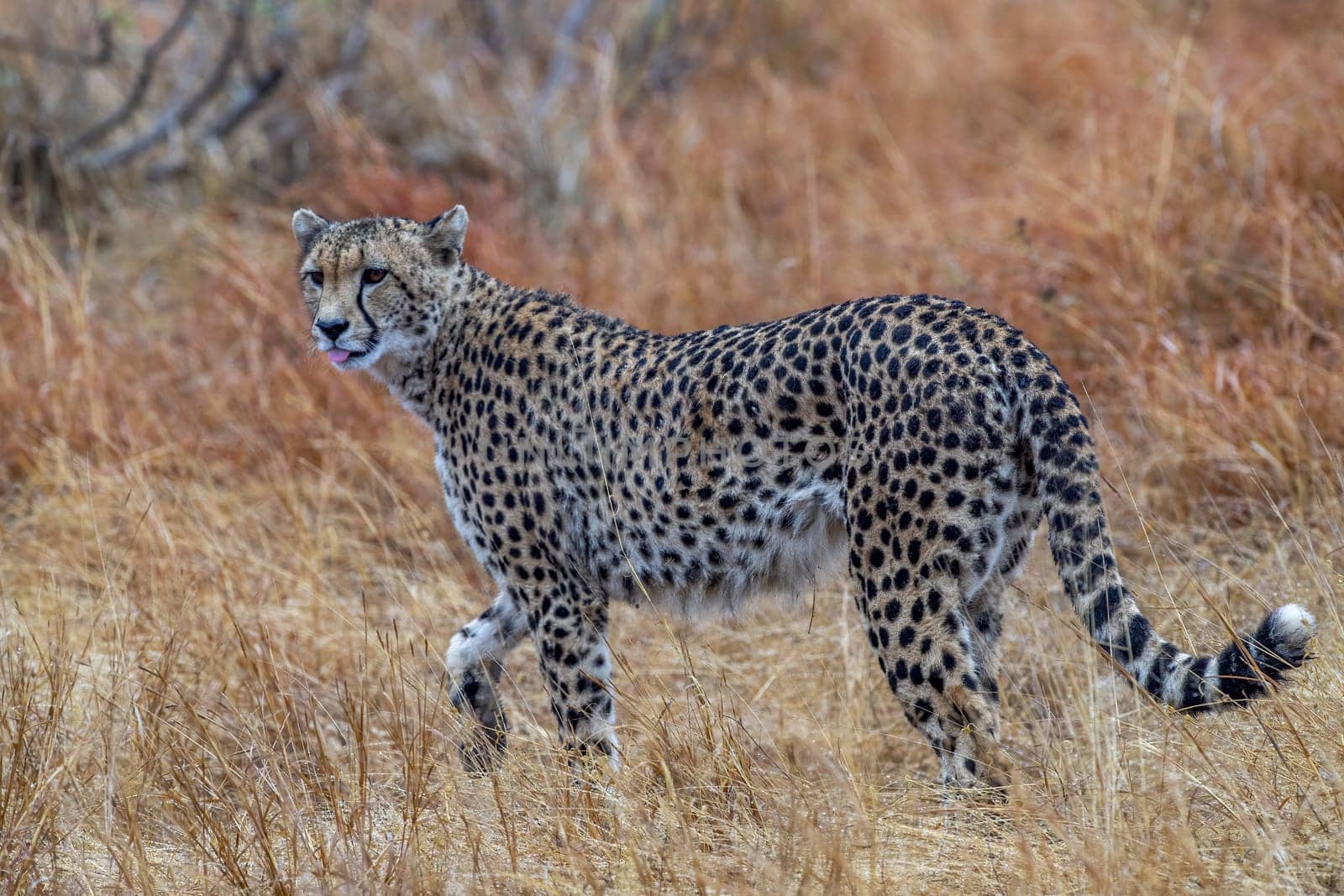 Cheetah in Kruger national Park
