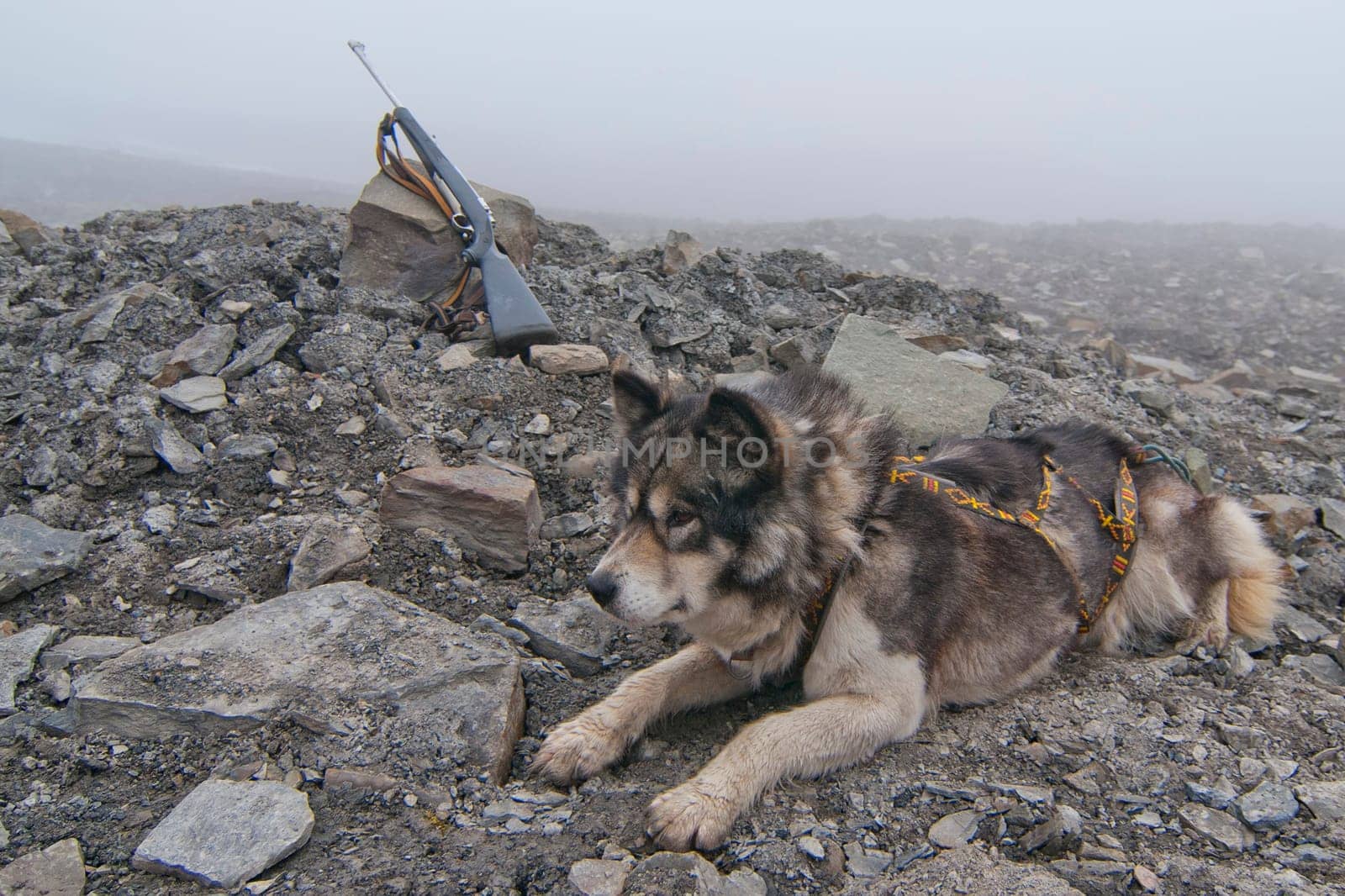 Husky dog with hunting rifle on foggy day by AndreaIzzotti