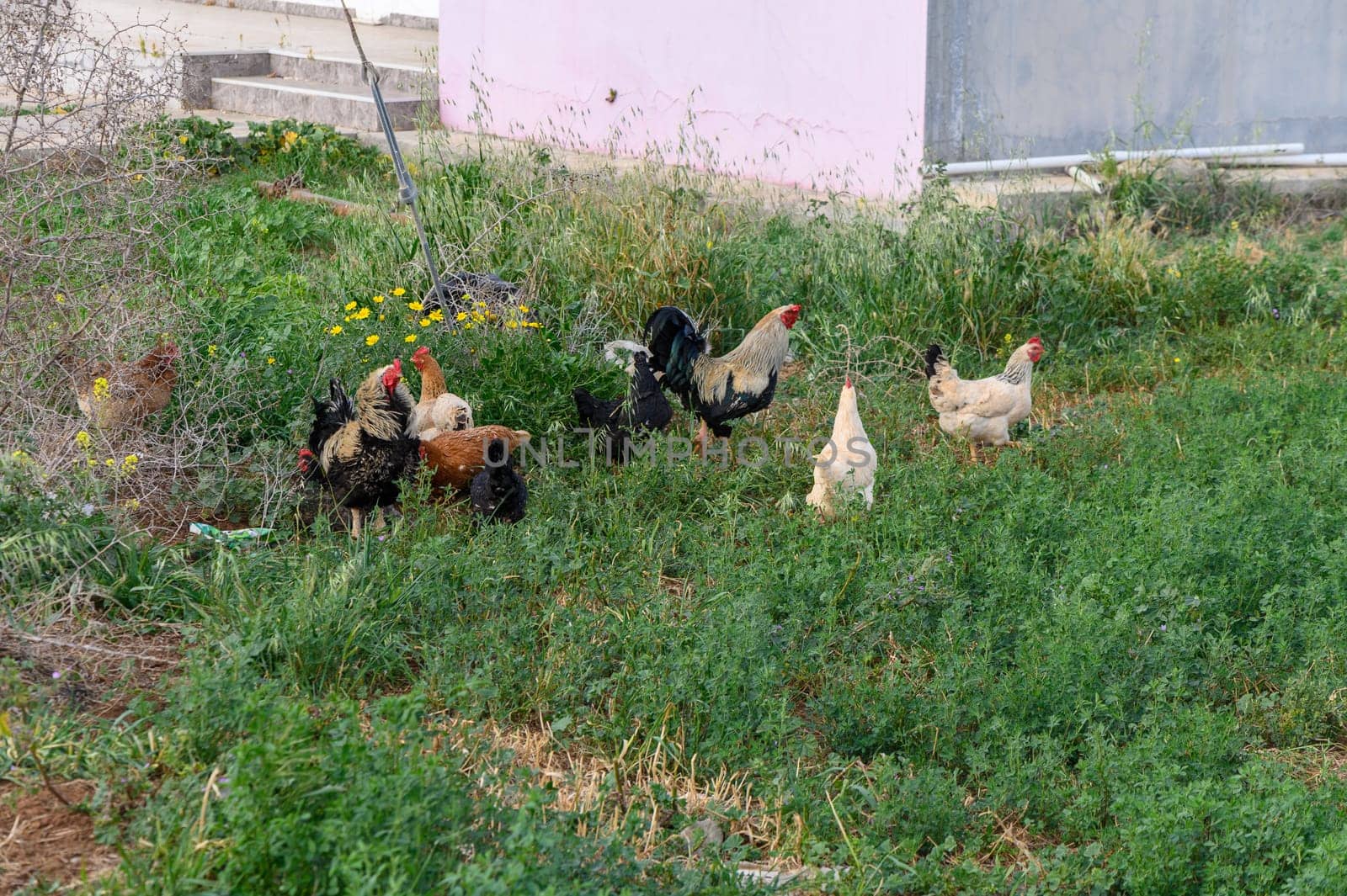 Chicken walking on the paddock.