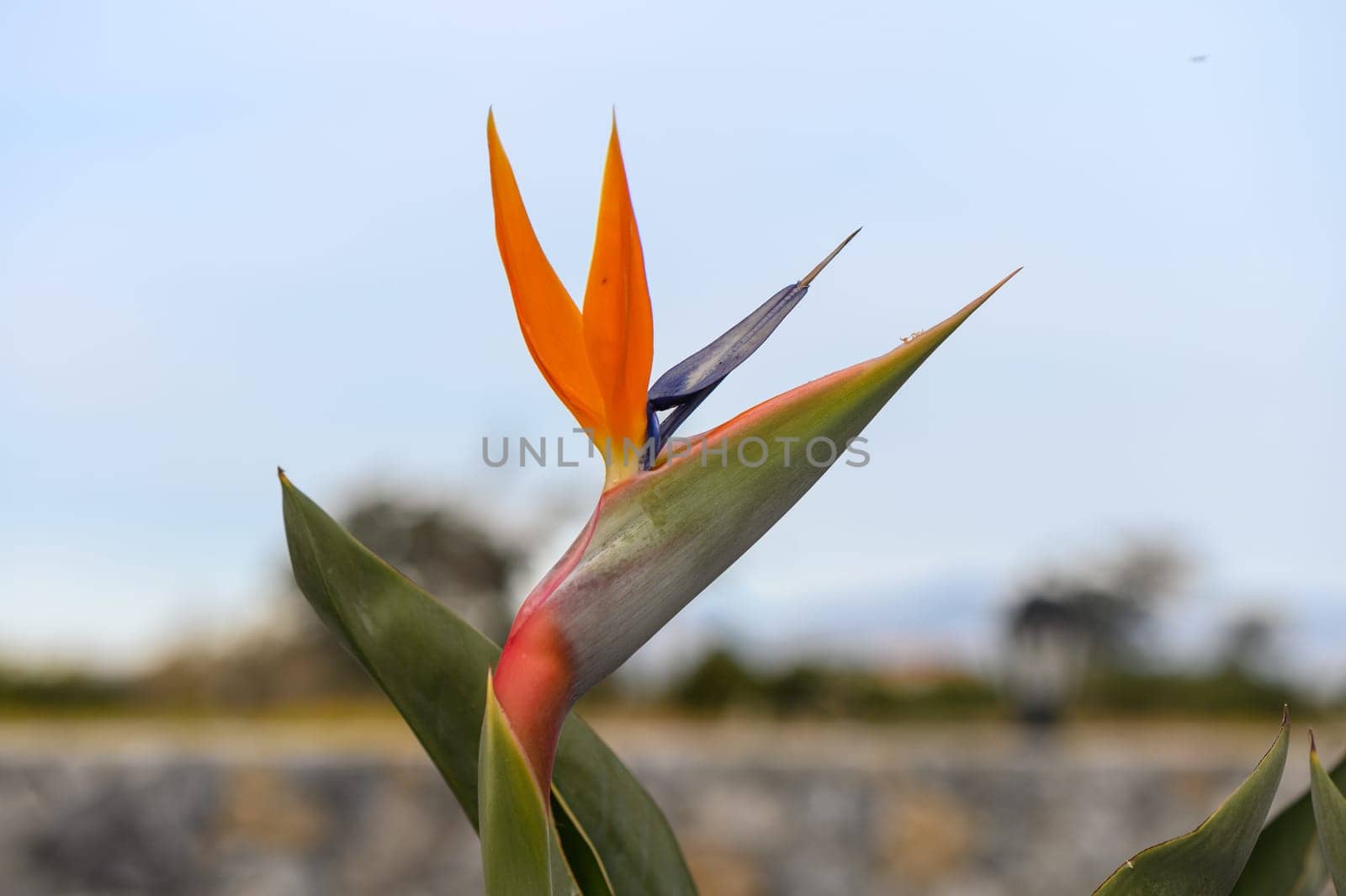 Strelitzia reginae / Crane flower / Bird of paradise