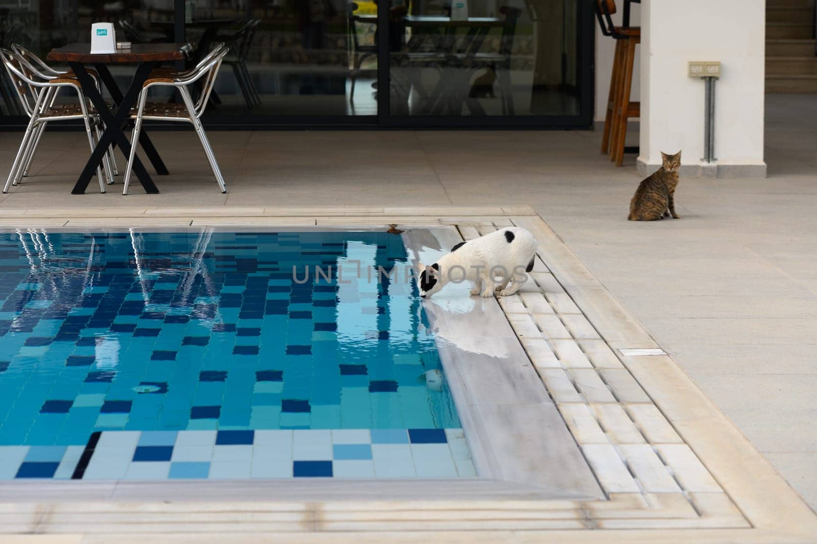 the cat drinks water from the pool