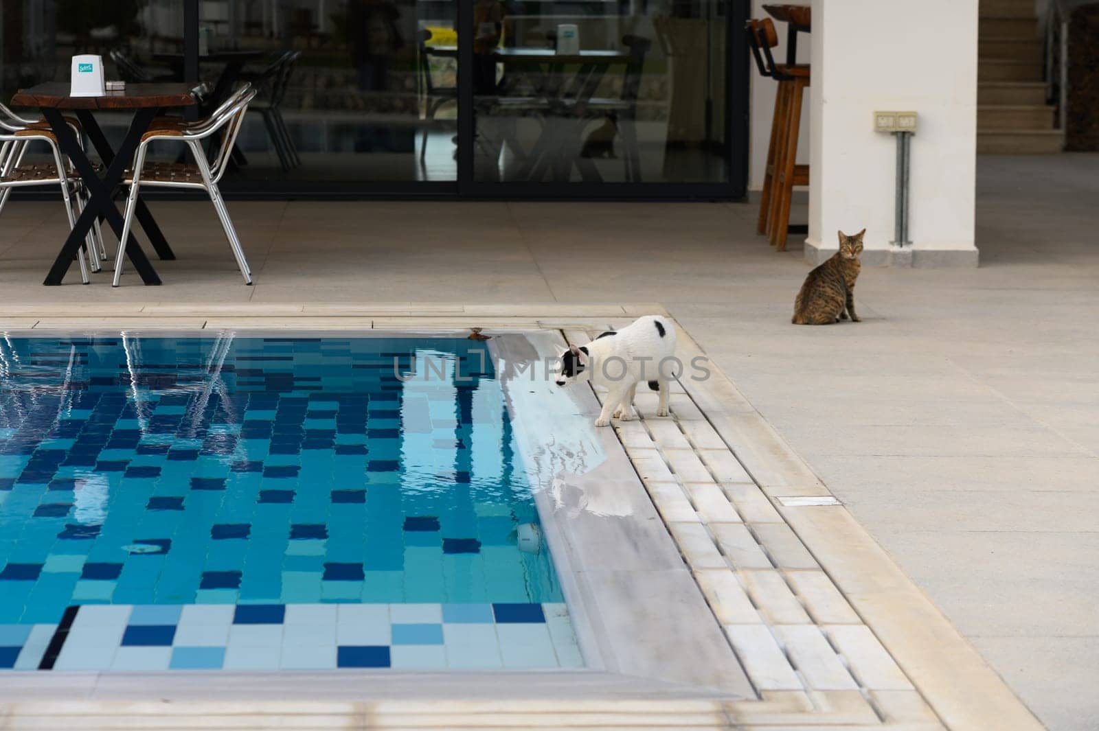 stray cat drinks water from the pools on a hot day