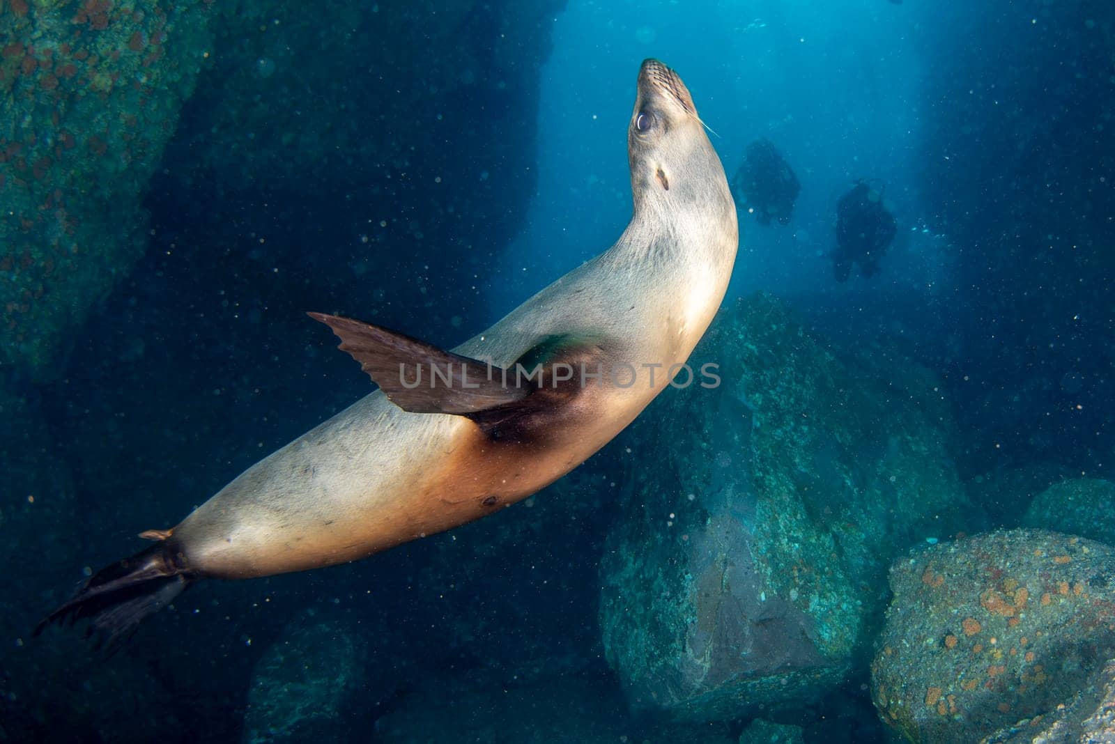 playful underwater Californian sea lions of Mexico's Baja California wild and free by AndreaIzzotti