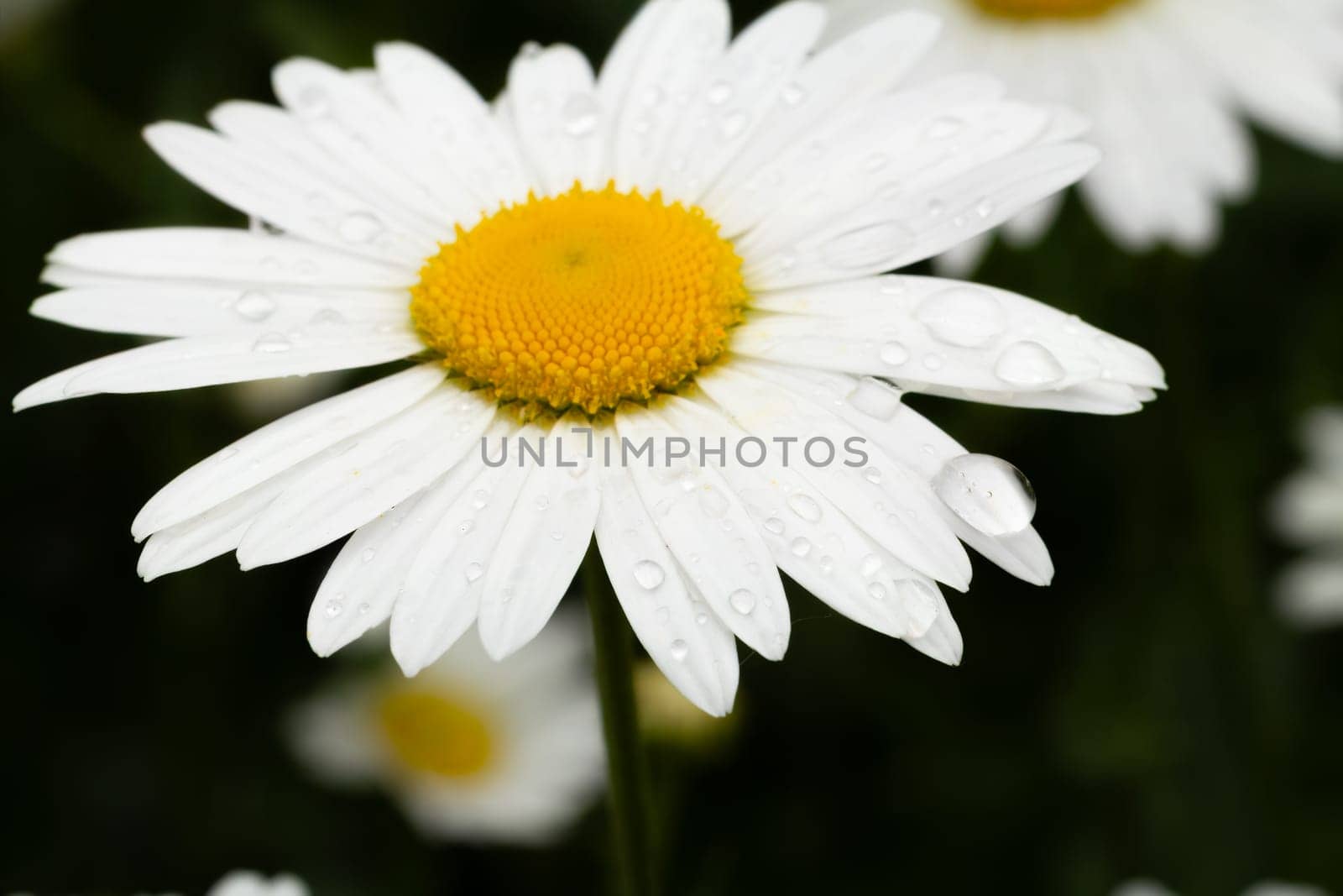 Bud of chamomile flower with blurred natural background by mvg6894