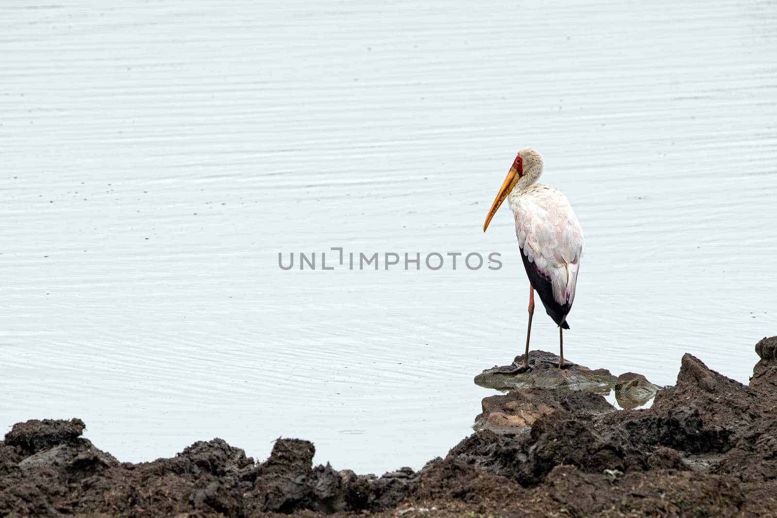 yellow billed stork bird in kruger park south africa
