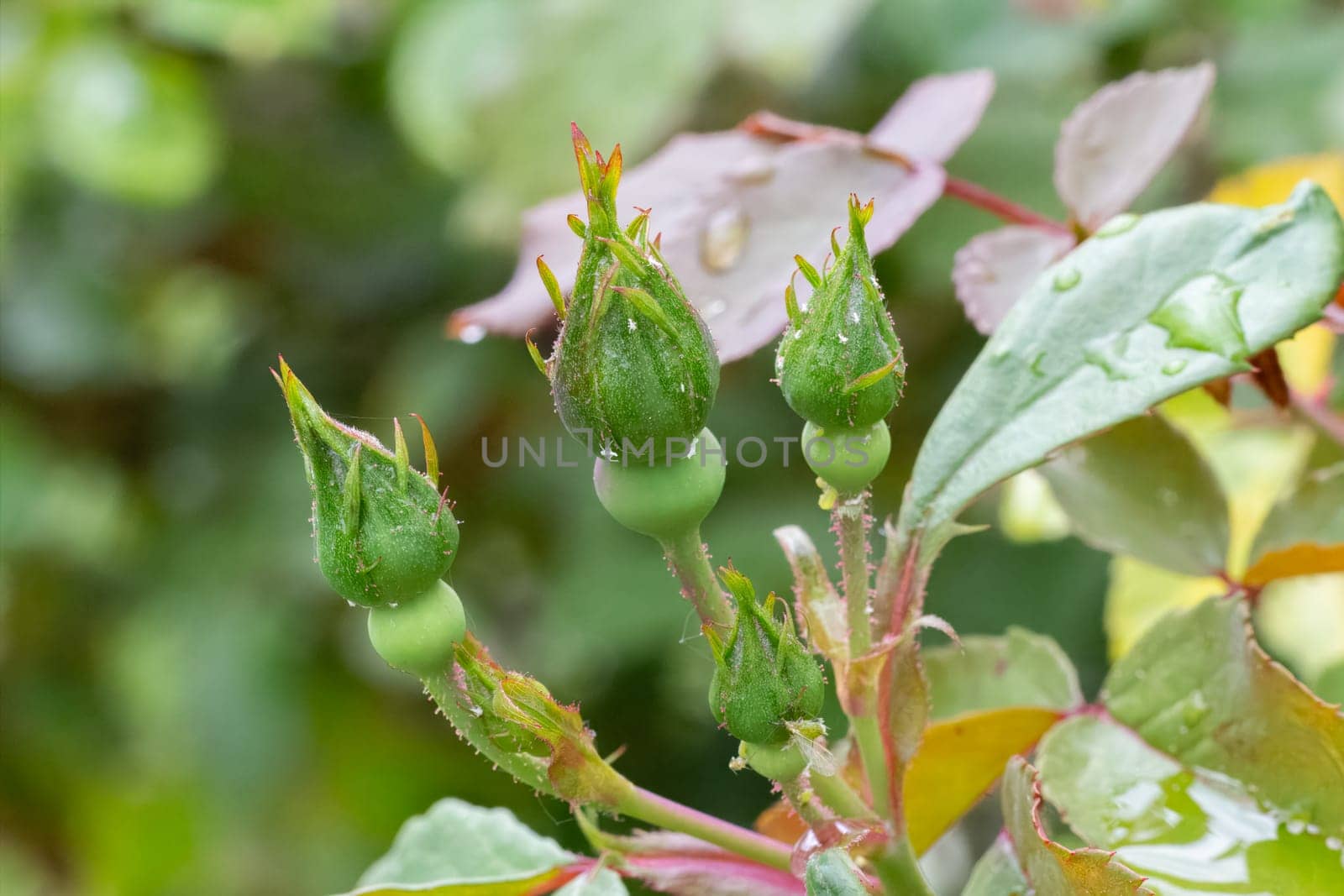 Rose buds on long stems with leaves in the garden. Shallow depth of field.