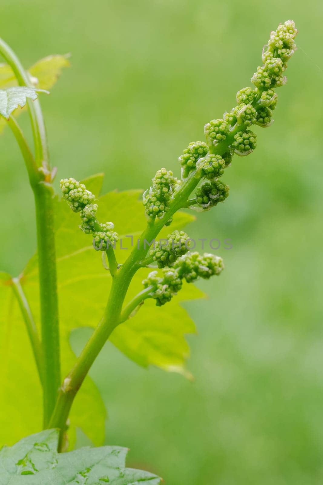 Blooming young wine grapes in vineyard in the spring time. Bunches of grapes before flowering. Shallow depth of field.
