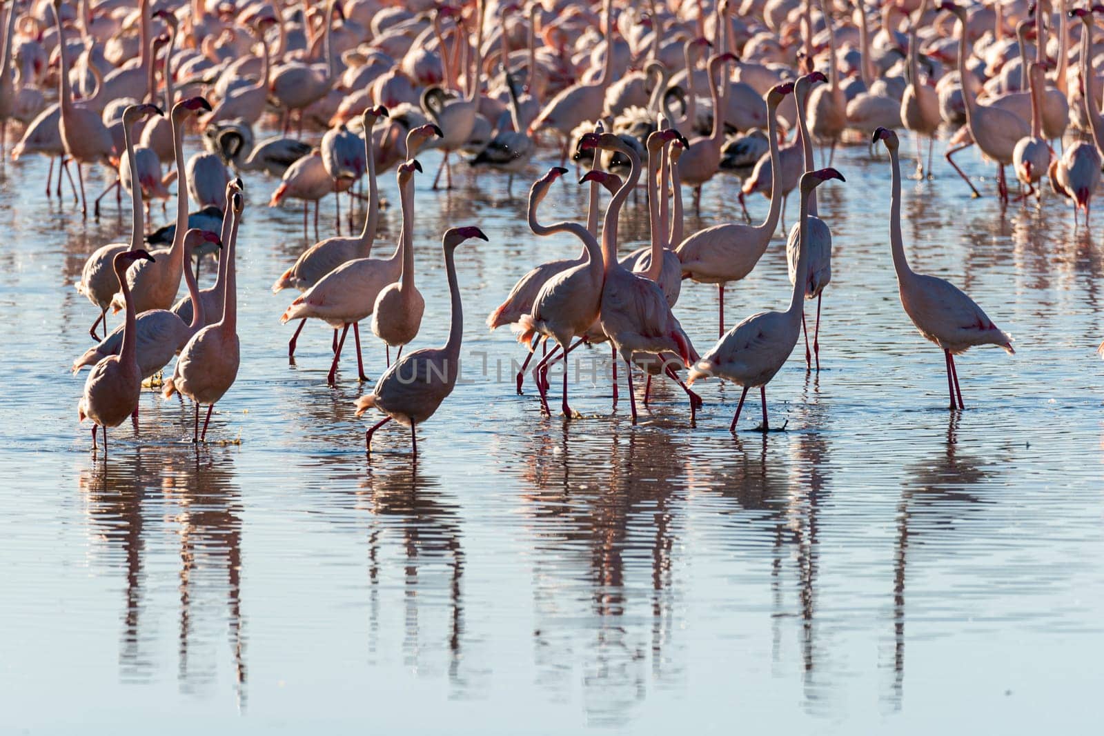 Ethereal Reflections: Flamingos Grazing with AI Brilliance by raul_ruiz