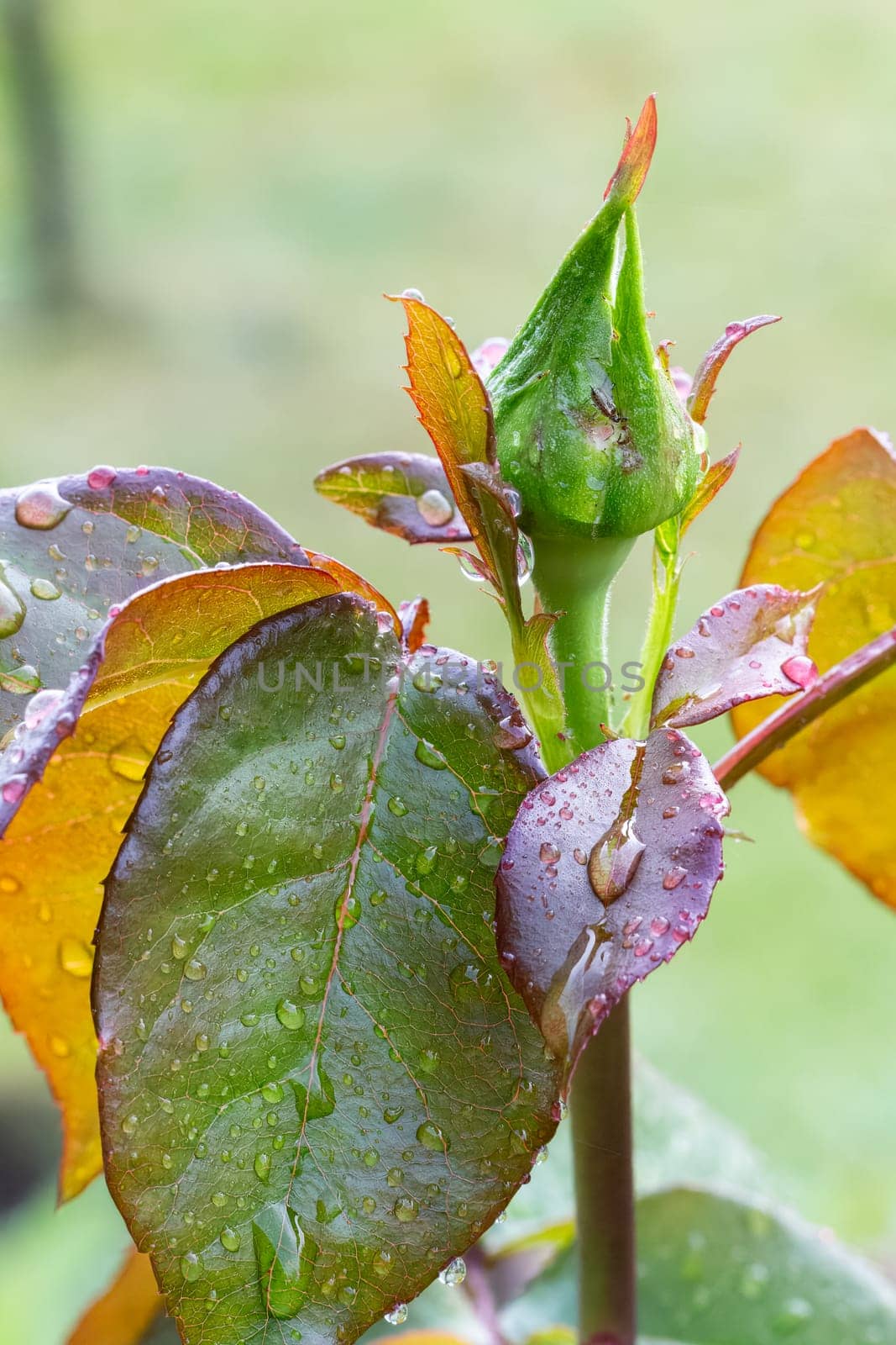 Close-up view of the rose bud on a stem with leaves growing in the garden. Shallow depth of field.