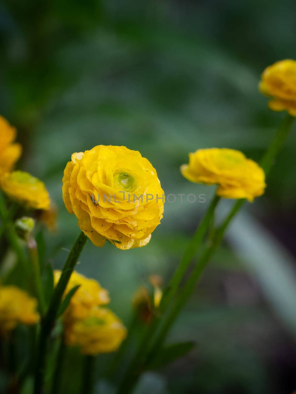 Persian buttercup or Ranunculus asiaticus with yellow color flowers. by mvg6894