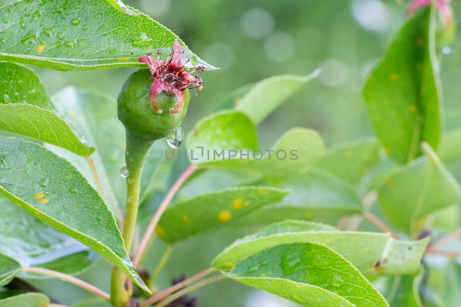 Fruit of an immature pear on a branch of the tree. Shallow depth of field. Fruits growing in the garden