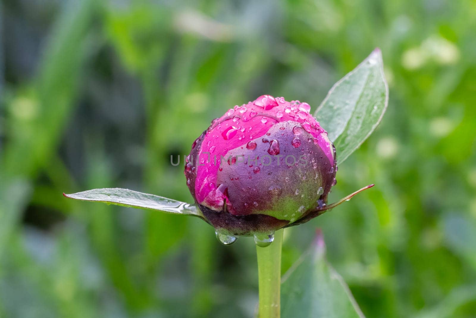 Pink peony bud on a stem with leaves on the blurred natural background. Shallow depth of field.