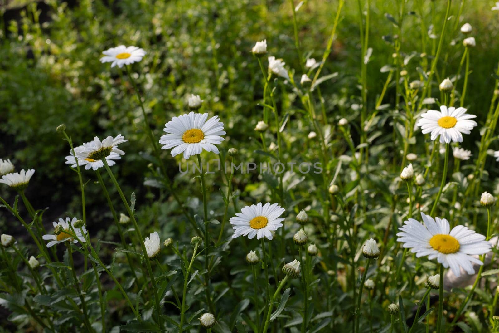 Flowers of chamomile in the garden in the sunny day.