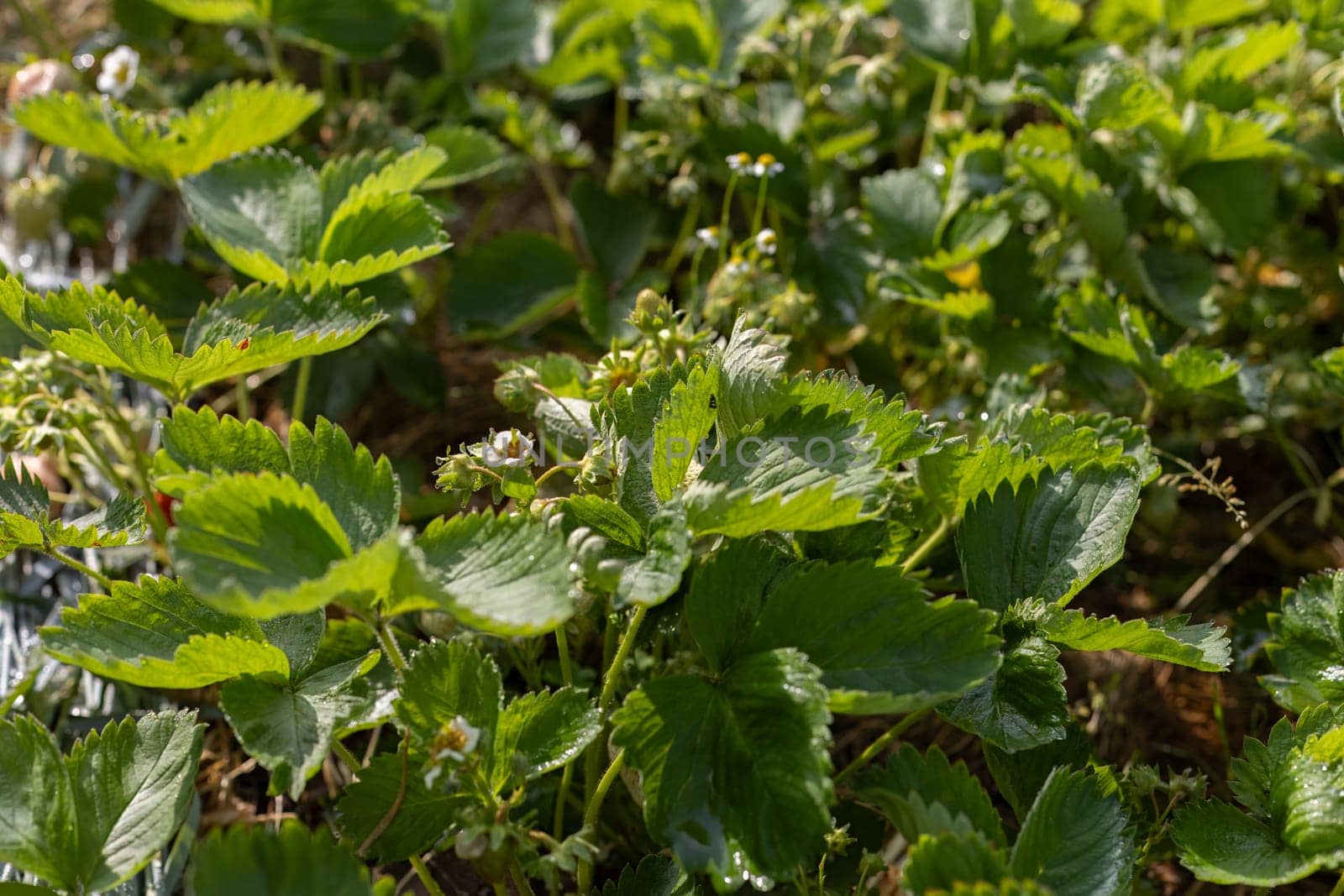 Strawberry bushes on the garden beds in sunny day.