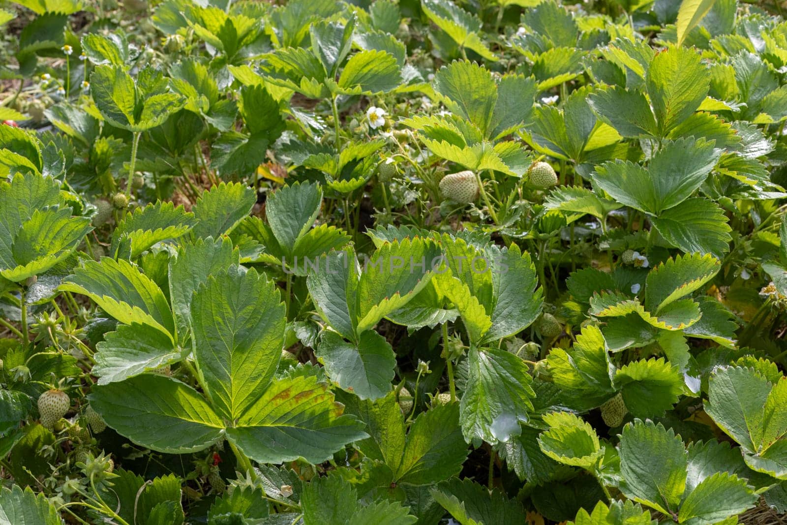 Strawberry bushes on the garden beds in sunny day.