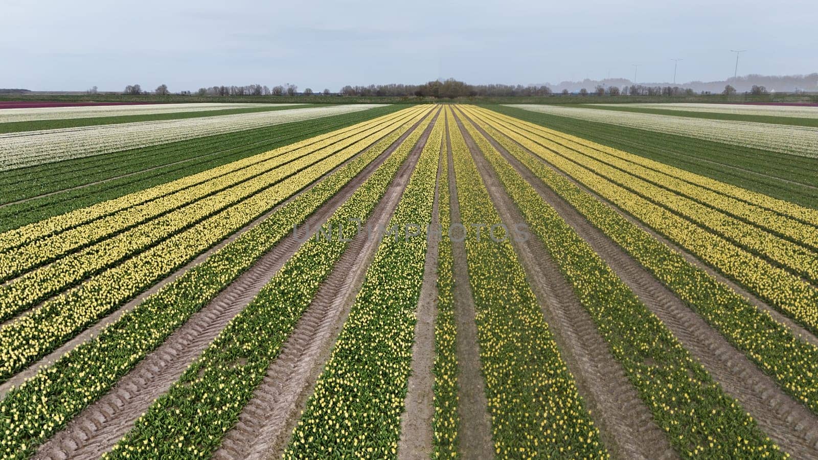 Tulips, endless yellow and white tulips blooming on field in South Holland. Endless colorful flowering tulip fields in spring in South Holland made by drone