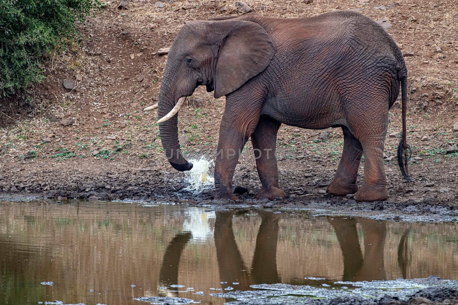 elephant drinking at the pool in kruger park south africa by AndreaIzzotti