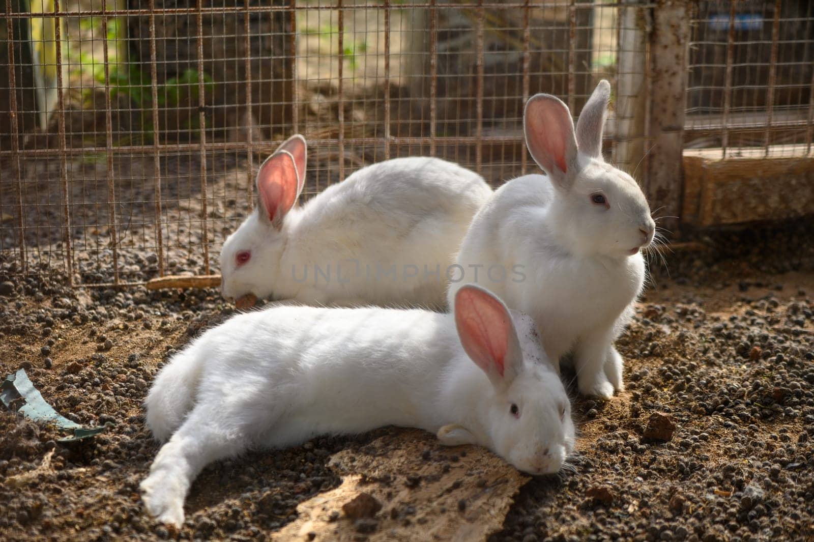Three funny fluffy rabbits with silky and soft white fur in a cage.