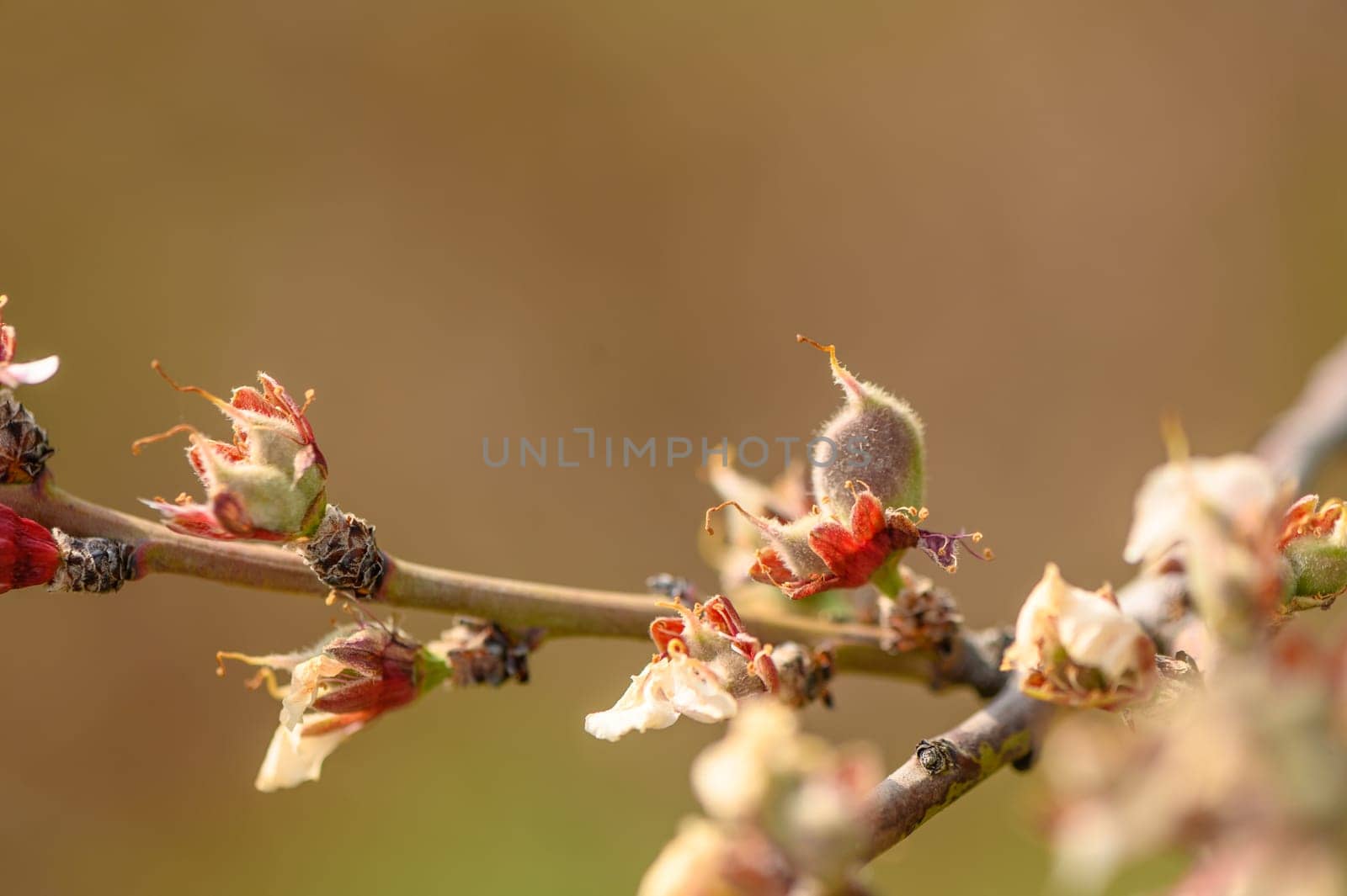 Fresh green almonds on tree on blurred background 2