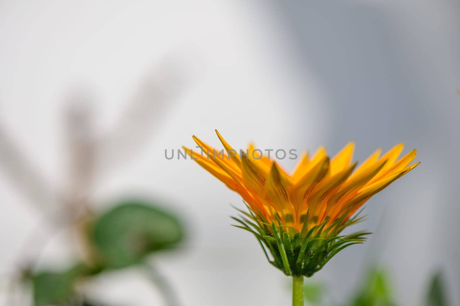 gazania flower or african daisy in a garden1