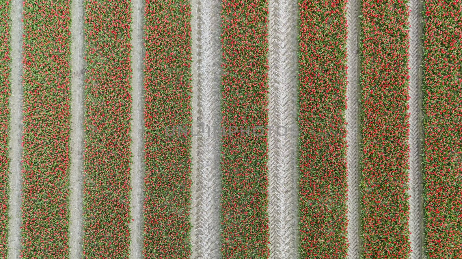 Tulips, endless red tulips wallpaper. aerial view straight from above topview, tulips blooming on field in South Holland. Endless tulip fields in spring in South Holland made by drone