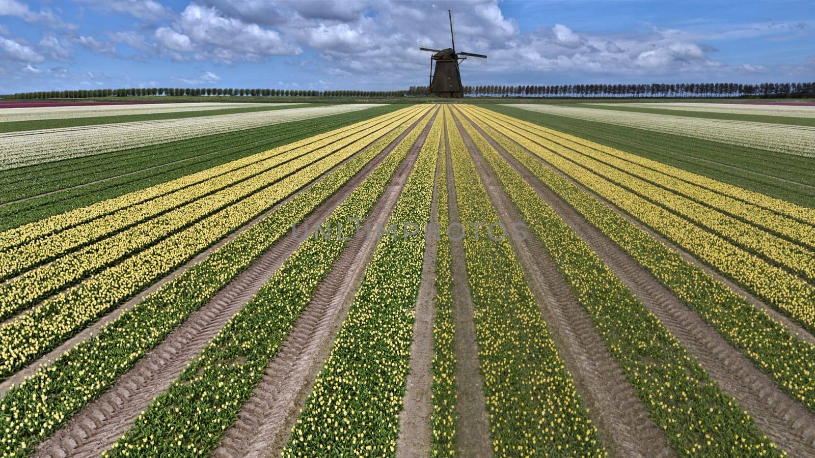 yellow tulip fields in spring in the netherlands dronehoto by compuinfoto