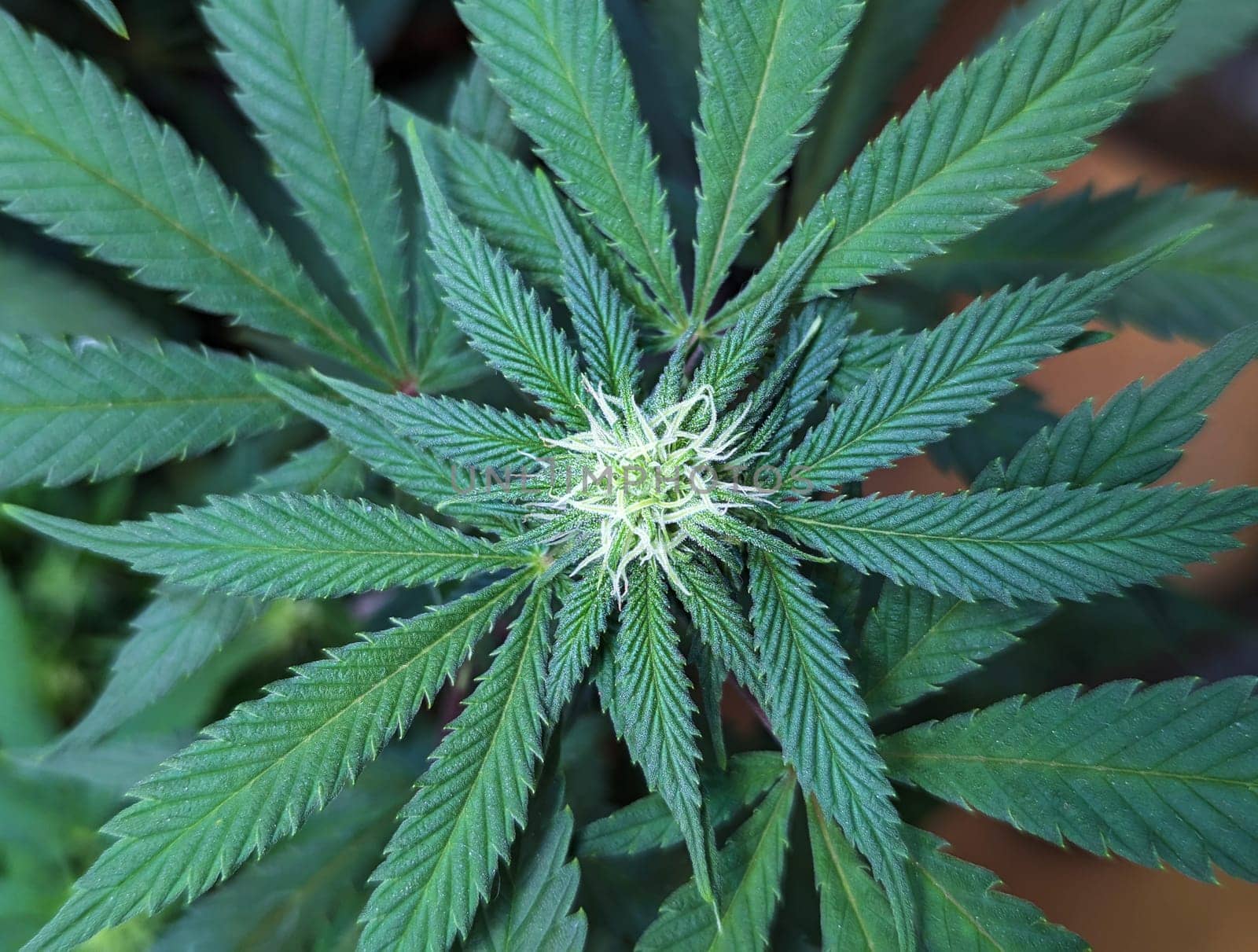 Cannabis close up view, weed background, growing marijuana indoor by jackreznor