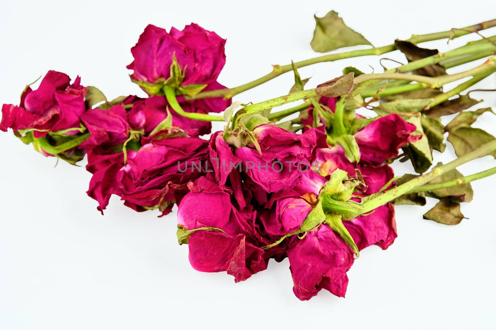 Roses with flaccid petals on a white background close-up. Selective focus