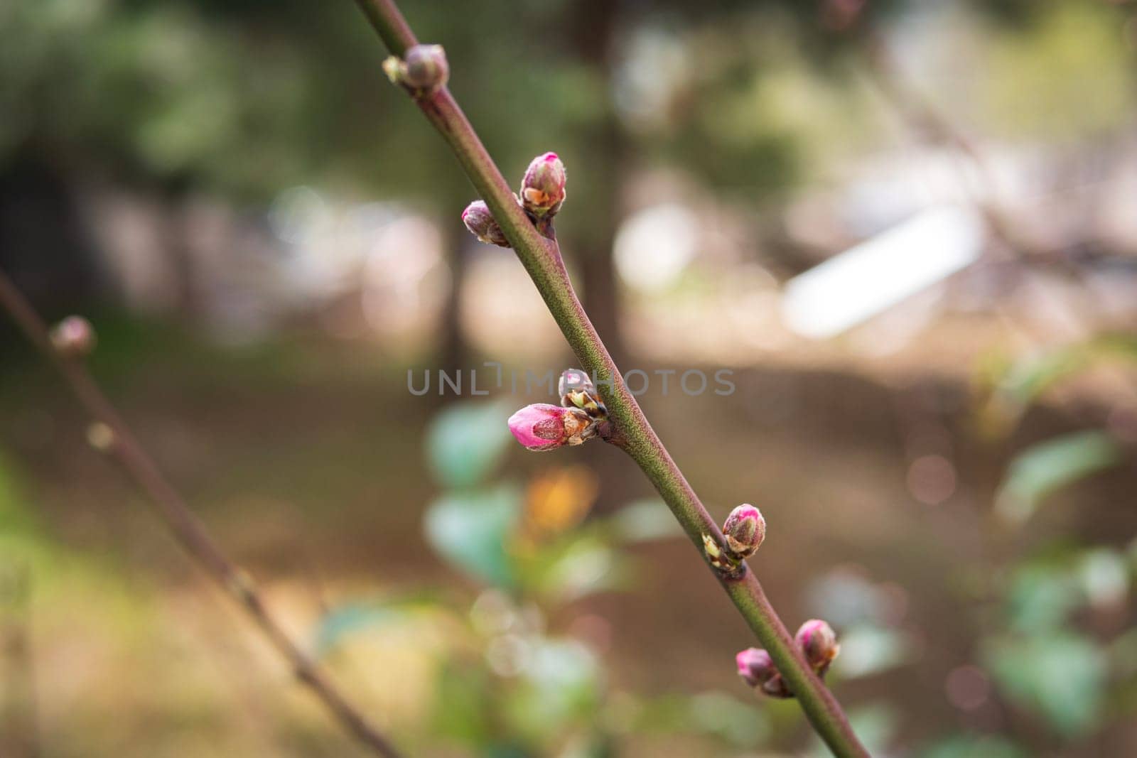 close up of red buds on the tree branch at spring by jackreznor