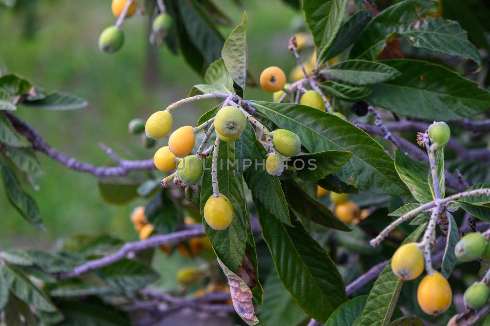 beautiful small tree branch medlar fruit by Mixa74