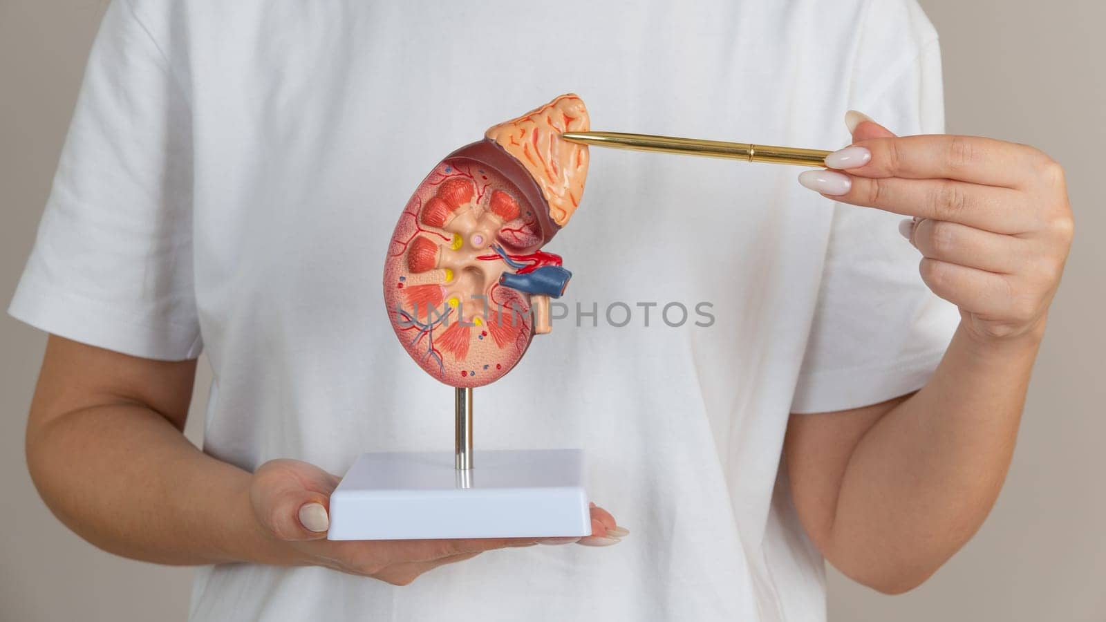 doctor nephrologist pointing a kidney mockup by zartarn