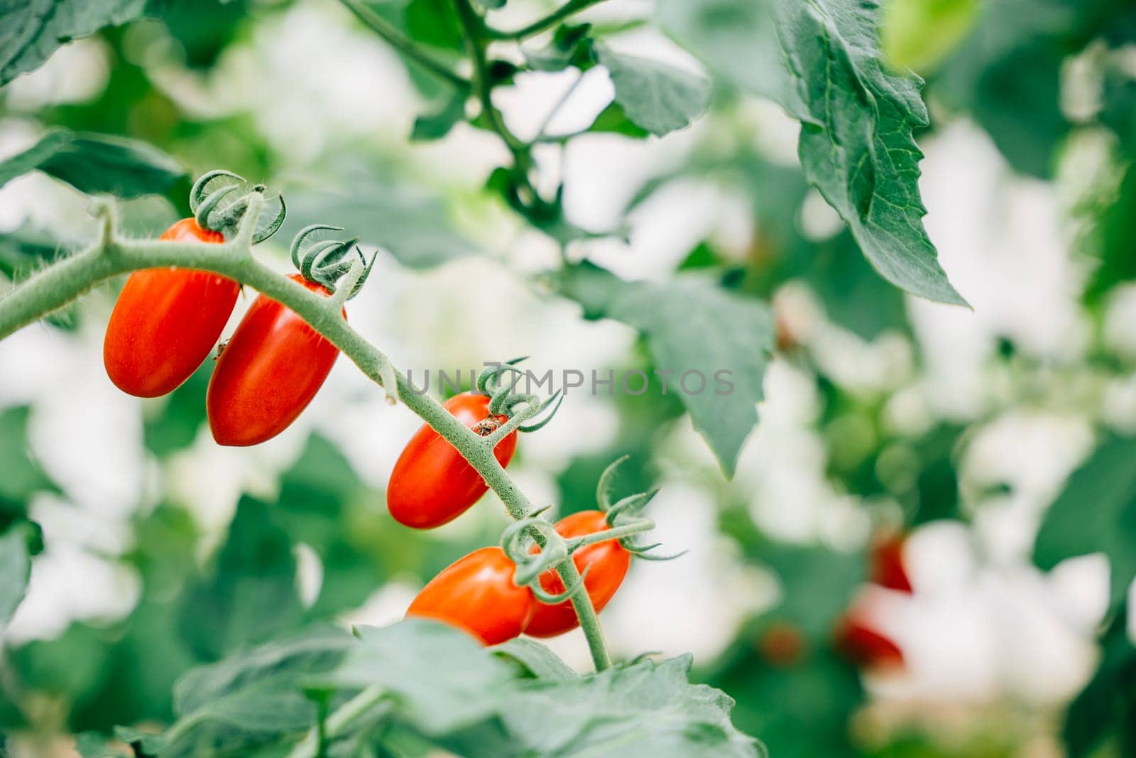 In a sunny greenhouse farmer's hands carefully hold a branch of cherry tomatoes. Quality harvest shows meticulous growth care vibrant red fruits symbolizing nature's abundance outdoors.