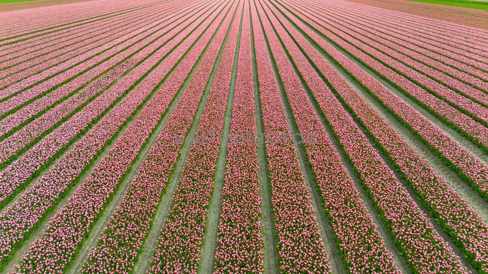 Tulips, endless pink tulips blooming on field in South Holland. Endless colorful flowering tulip fields in spring in South Holland made by drone