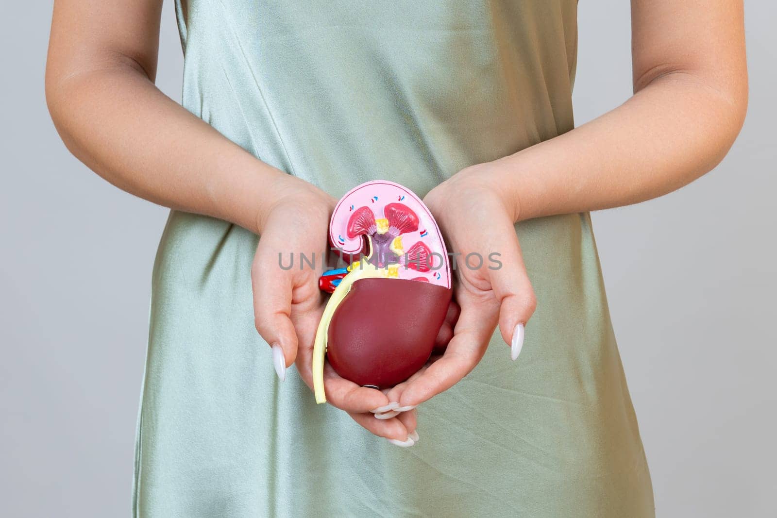 woman is holding mockup human kidney . Help and care concept by zartarn