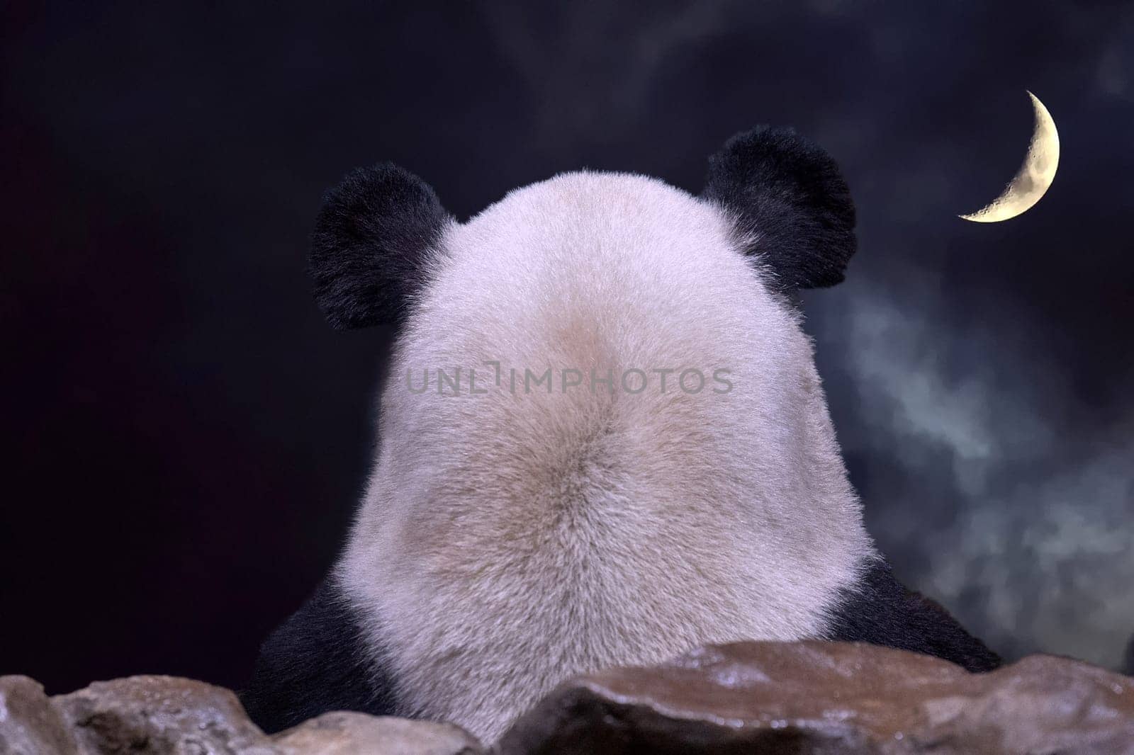 giant panda ears from behind looking panorama at full moon night by AndreaIzzotti