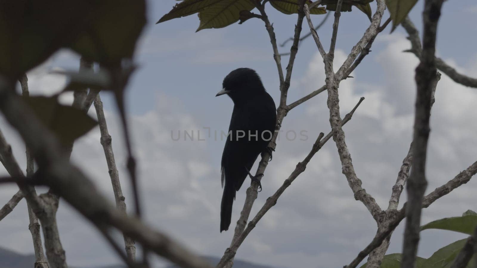 Black bird sits on a branch, gets scared, and flies away into nature.