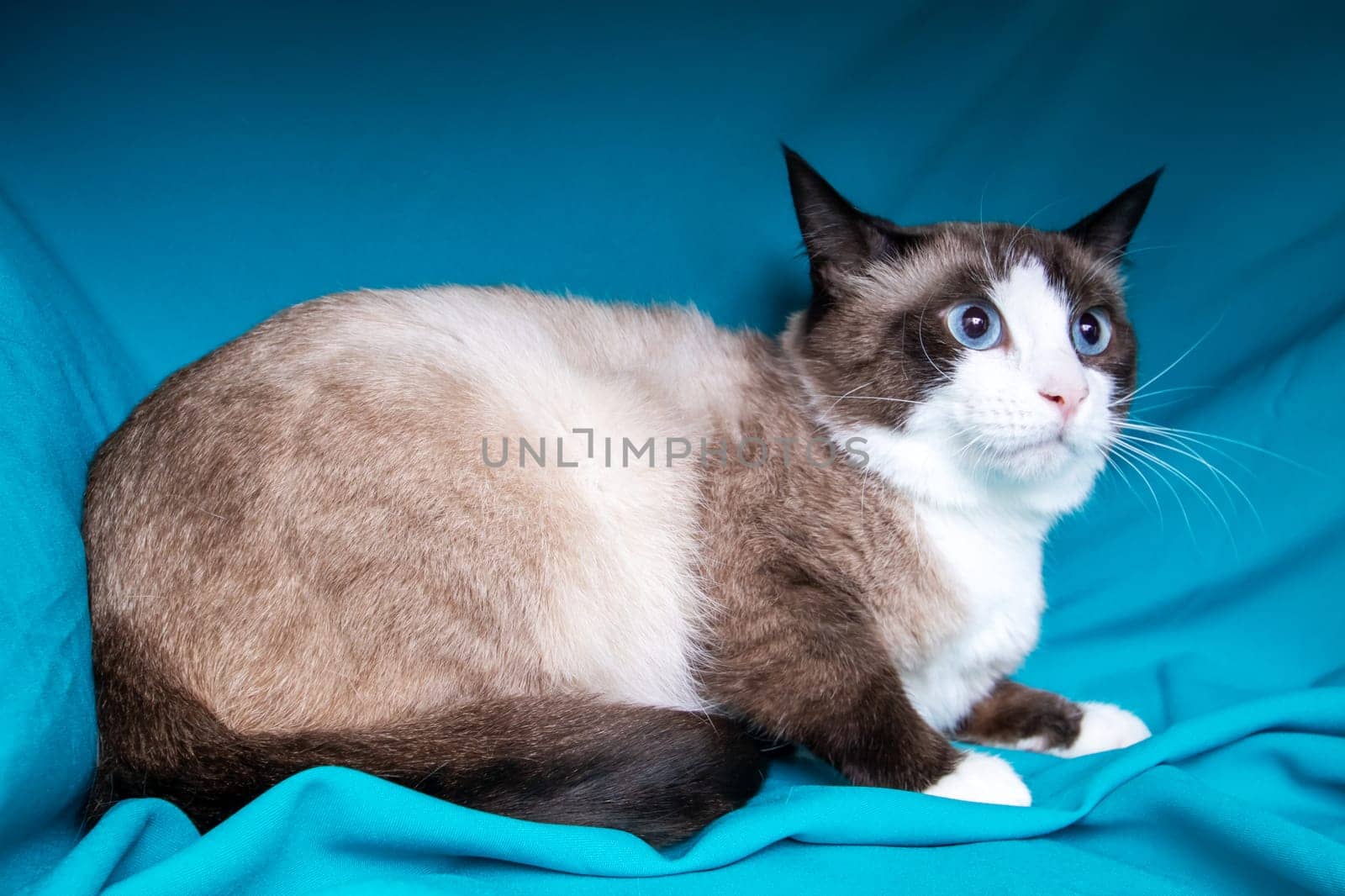 Gray cat with blue eyes portrait on blue background close up
